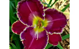 БАРХАТНАЯ НОЧЬ