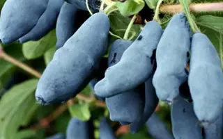 ГОЛУБОЕ ВЕРЕТЕНО