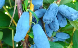 МАМОНТЕНОК