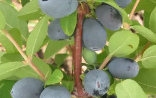 НИЖЕГОРОДСКИЙ ДЕСЕРТ