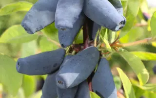 СИНИЙ ШАРИК