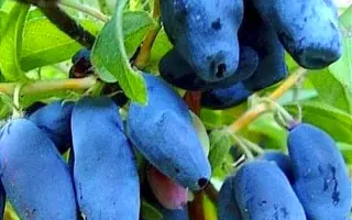 БАКЧАРСКАЯ