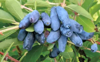 ПАВЛОВСКАЯ