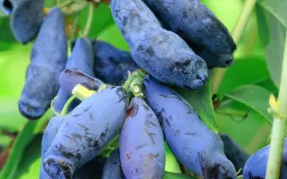 СТРЕЖЕВЧАНКА