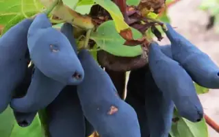 ИЗБРАННИЦА