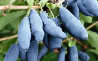 ПАМЯТИ ГИДЗЮКА