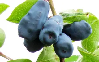 ТРОЕ ДРУЗЕЙ