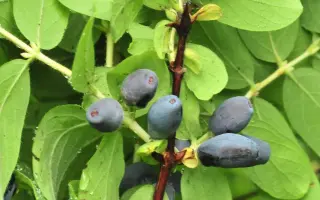 КРАСНОЯРОЧКА