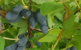 СТЕПАНОВСКАЯ 1