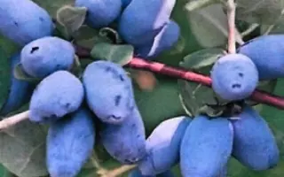 ОГНЕННЫЙ ОПАЛ