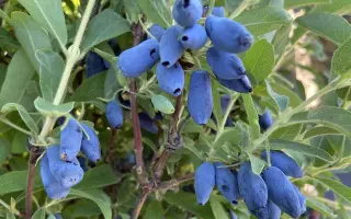 СИНЕГЛАЗКА