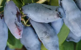 ПАРАБЕЛЬСКАЯ