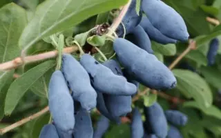 ПОДАРОК АМУРЧАНАМ