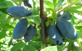 ПАМЯТИ КУМИНОВА