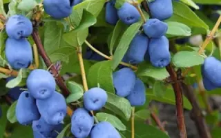 ВОЛШЕБНИЦА