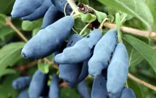 БАКЧАРСКАЯ ЮБИЛЕЙНАЯ