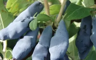 ГОРДОСТЬ БАКЧАРА