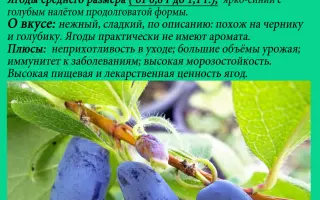 РАДОСТЬ МОЯ