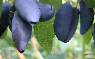 ПУШКИНСКАЯ