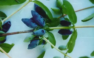 МИНУСИНСКАЯ СИНЕВА