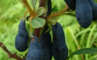 БАЙКАЛОВСКАЯ