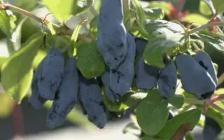 ПАМЯТИ СКВОРЦОВА