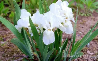 БЕЛЫЙ КАРЛИК