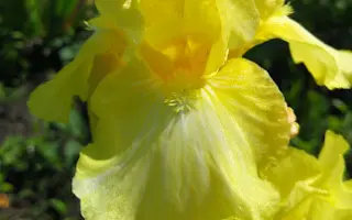 ЗОЛОТО КАНАДЫ