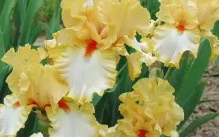 ОЛИМПИЙСКИЙ