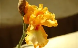 ГВАРДЕЙСКИЙ