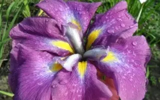 ВИВАТ ГАТЕНБЕРГЕР