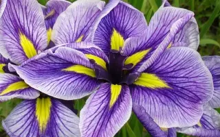 ПРИНЦЕССА УКОКА