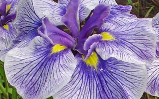 ЗИНАИДА ЛУЧНИК