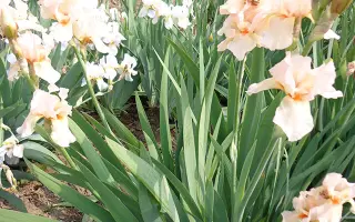 МАРШАЛ ПОКРЫШКИН