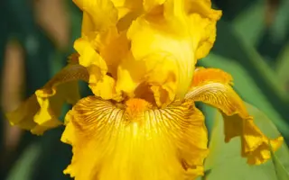 ЗОЛОТАЯ БОРОДКА