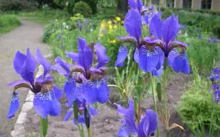 НЕБЕСНЫЙ ТИХОХОД