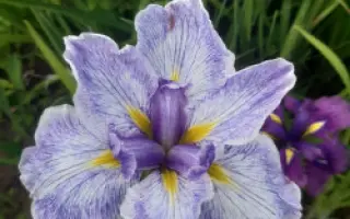 ПОДАРОК ПАЛЬЧИКОВОЙ