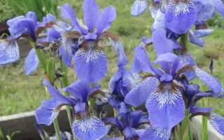 ЛЮБИМЧИК АЛТАЯ