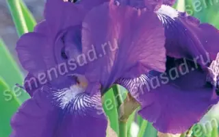 СВЯТОЙ ГЕОРГИЙ