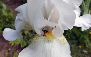 БЕЛЫЙ ВНИИССОКА