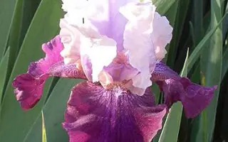 НАВАХО БЛАНКЕТ