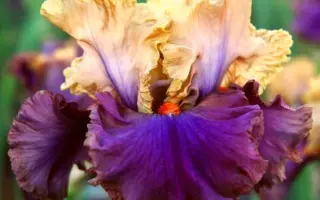 ВЕРХНЕ-ОБСКИЙ