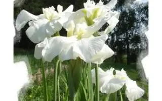 АЛТАЙСКАЯ СНЕГУРОЧКА