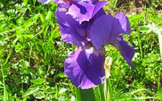 СИНИЙ ВНИИССОКА