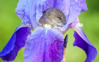 ДЮЙМОВОЧКА