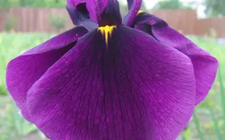 ВАСИЛИЙ АЛФЕРОВ