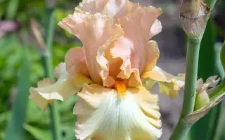 КОНСТАНТ ВОТЕЗ