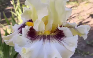 ОРХИД ТЭЙПСТРИ