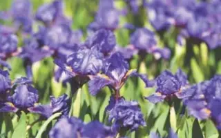 ТУМАННЫЙ БЕРЕГ