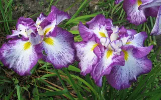 РУССКИЙ ОСТРОВ